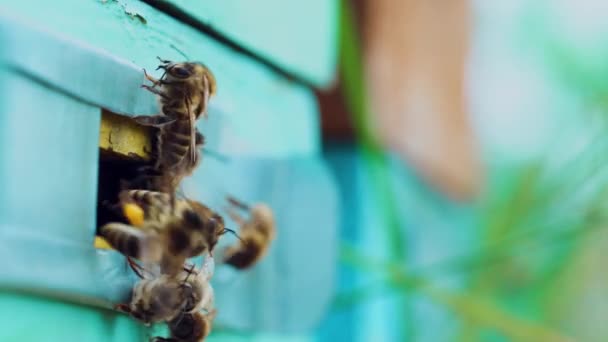 忙着蜂群的特写镜头飞进了蓝色木蜂窝的入口 有花粉的蜜蜂爬出来爬进蜂窝 农业养蜂概念 — 图库视频影像