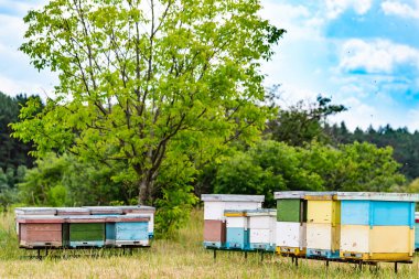Yeşil bir çayırda arı kovanları. Kırsal yaz manzarası.