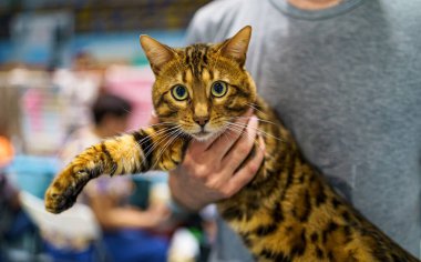 Bengal kedisi. Hayvanın portresi. Prionailurus bengalensis.