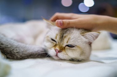 Uyuyan İskoç Heteroseksüel. Güzel bir kedinin portresi.