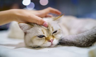 Uyuyan İskoç Heteroseksüel. Güzel bir kedinin portresi.