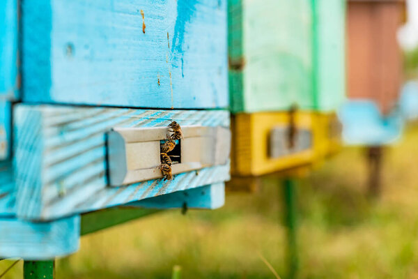 Hives in an apiary with bees flying to the landing boards in a green garden