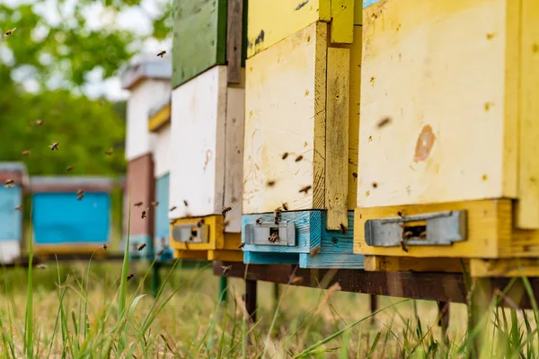 Landelijke Houten Bijenkorven Weide Bijen Tijdens Vlucht — Stockfoto