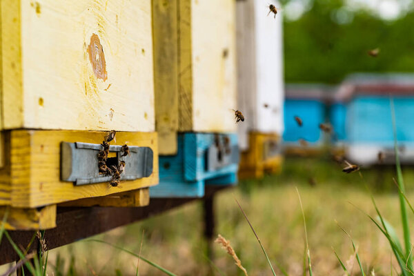 Beehives on a green meadow. Rural summer landscape.