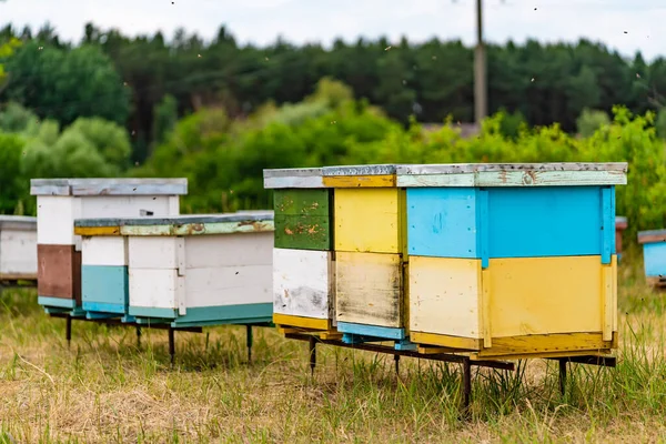 Gekleurde Houten Bijenkorven Weide Bijen Tijdens Vlucht — Stockfoto