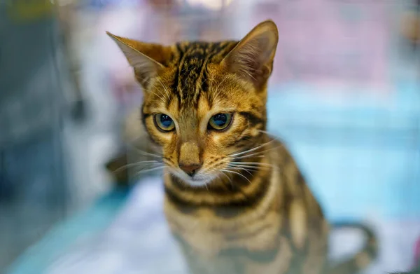 Bengálská Kočka Prionailurus Bengalensis — Stock fotografie