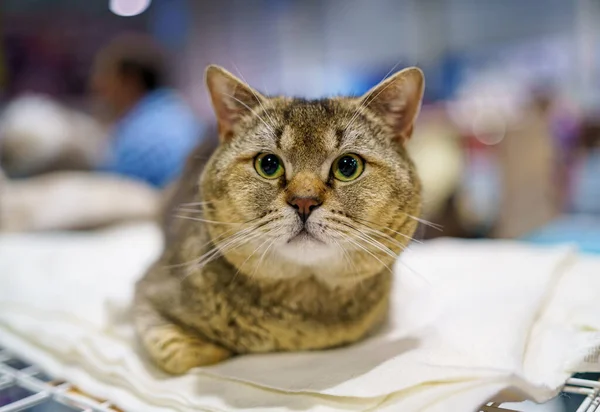 Een Kattenkop Van Brits Ras Ligt Ziet Zorgvuldig Uit Kattenkop — Stockfoto