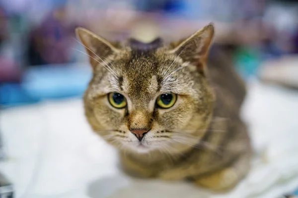 Retrato Perto Gato Britânico Gato Raça Britânica Mente Olha Com — Fotografia de Stock