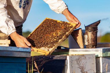 Arı yetiştiricisi arılarla ve arı kovanlarıyla çalışıyor. Arılar bal peteğinde. Arı kovanının çerçeveleri. Arıcılık. Tatlım..