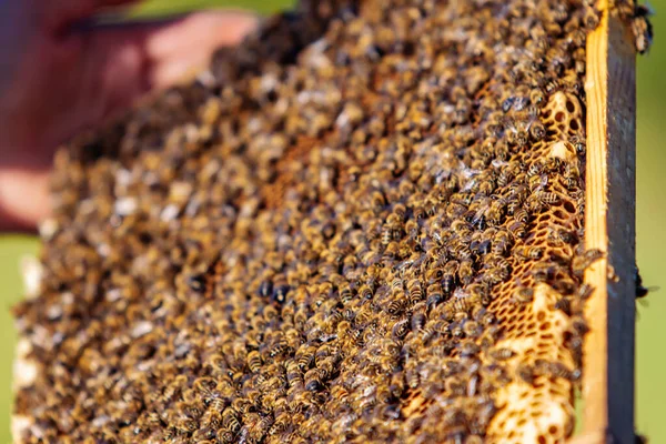 Ramy Uli Pszczół Pszczelarz Zbiera Miód Pszczelarz Badający Uli Pszczół — Zdjęcie stockowe