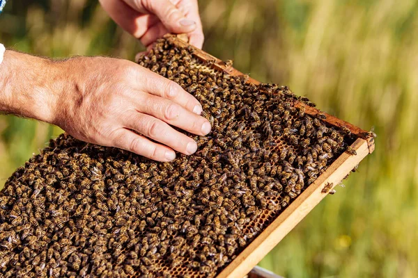 Σκελετοί Κυψέλης Μελισσών Μελισσοκόμος Συλλέγει Μέλι Εργάσιμες Μέλισσες Κύτταρα Μελιού — Φωτογραφία Αρχείου