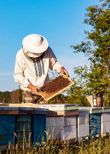 Beekeeper working collect honey. Beekeeping concept