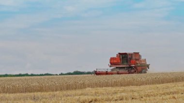 Kırsalda altın buğday toplama işlemi. Yazın olgunlaşmış buğday tarlasında çalışan kırmızı kombinasyon makinesi.