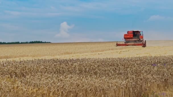 青空の下で熟した小麦の分野での仕事で赤が結合します 屋外の特別な機械による夏の農業の農業作品 — ストック動画