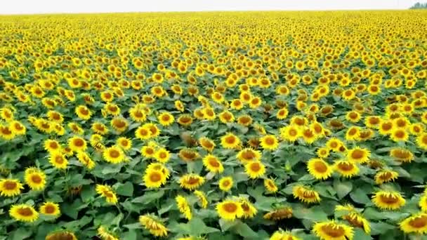 Beaux tournesols poussant dans le champ et le vent berçant les plantes vertes. Grande surface de fleurs jaunes dans le lieu rural pour l'agriculture. L'agriculture. La caméra avance .