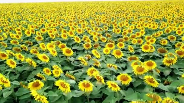 Natuurlijk Uitzicht Zonnebloemen Het Veld Zonnige Dag Zomer Vliegen Grote — Stockvideo