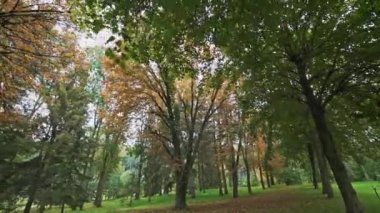 Güneşli bir günde yeşil ve sarı ağaçların güzel manzarası. Sonbahar parkındaki doğal manzara. Kamera hareket ediyor.