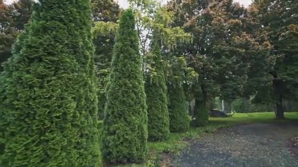 Arbres Verts Buissons Sur Belle Ruelle Parc Paysage Naturel Plein — Video