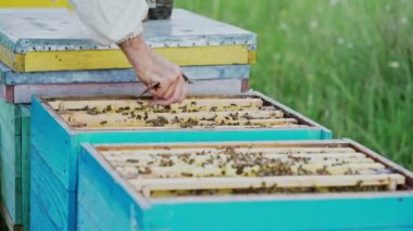 Arı kovanının çerçeveleri. Bal ve arılı arı kovanları. Apiculture kavramı
