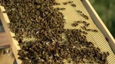 Arı kovanının çerçeveleri. Bal ve arılı arı kovanları. Apiculture kavramı
