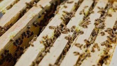 Arı kovanının çerçeveleri. Arı yetiştiricisi bal topluyor. Bal hücreleri üzerinde çalışan arılar. Apiary kavramı.