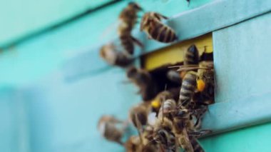 Bal arıları arı kovanlarının etrafında dolanıp uçuyorlar. Apier konsept. Yavaş çekim