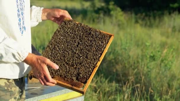 Ruka Včelaře Pracuje Včelami Úly Včelíně Včely Plástech Rámy Včelího — Stock video