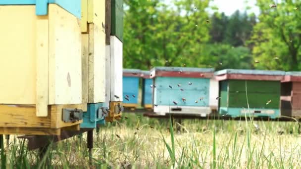 Abeilles Sortant Ruche Été Journée Ensoleillée Nectar — Video