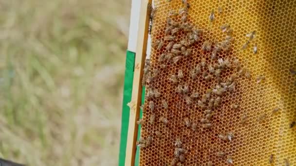 Arbeitsbienen Auf Waben Rahmen Eines Bienenstocks Imkerei — Stockvideo