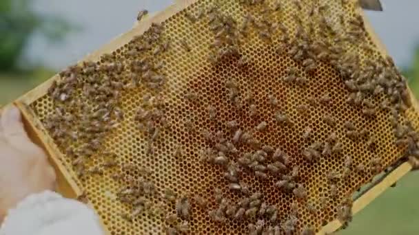 Händerna Mannen Visar Träram Med Honeycombs Bakgrunden Grönt Gräs Trädgården — Stockvideo