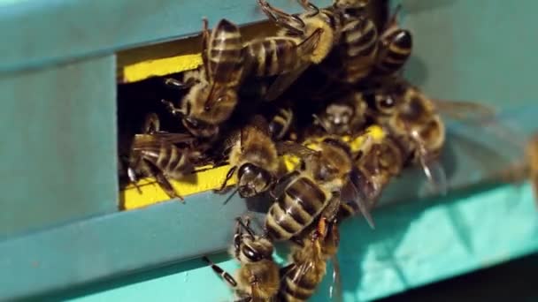 Méhek Özönlenek Repkednek Méhkasuk Körül Dolgozó Méhek Élete Lassú Mozgás — Stock videók