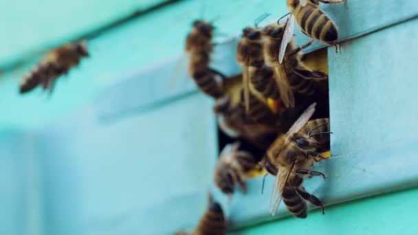 Slow Motion Honey Bees Flying Beehive Apiary Summer — Stock Video