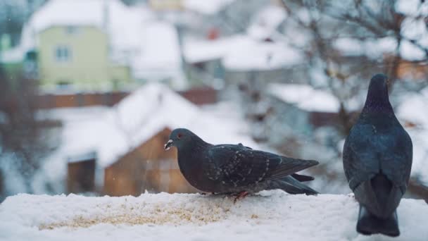 Zwei Schöne Tauben Sind Winter Auf Dem Dach Des Hauses — Stockvideo