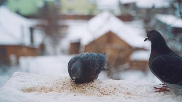 Deux Pigeons Affamés Mangent Sur Fond Urbain Tourterelle Mangeant Pain — Video