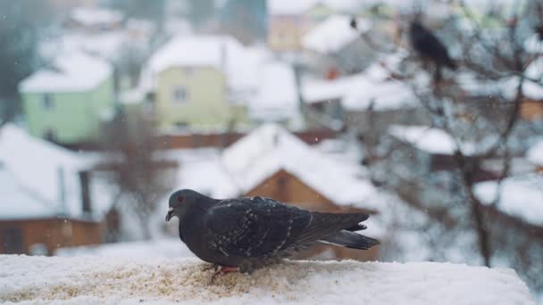 冬の街の背景に雪の中で美しい鳥 空腹の鳥は屋外の家の屋根の上でパンを食べる鳩 — ストック動画