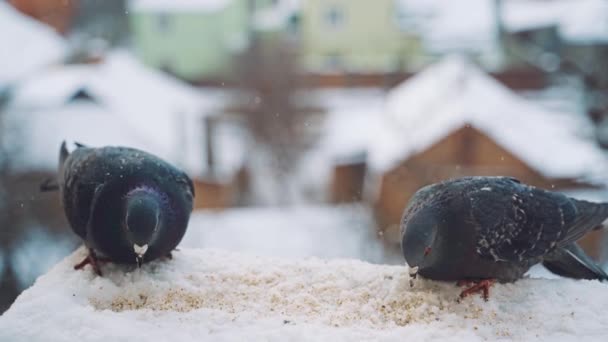Bonitos Pombos Cinzentos Casa Inverno Nevado Comendo Pão Pássaros Famintos — Vídeo de Stock