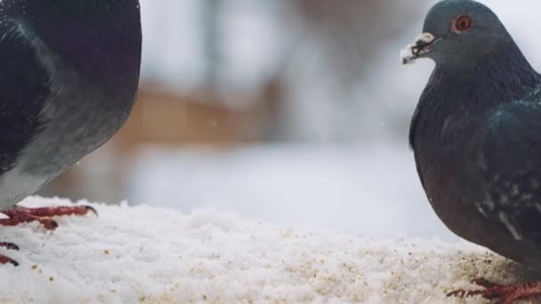 Close Video Pigeons Beaks Eating Seeds Snow Two Beautiful Doves — Stock Video