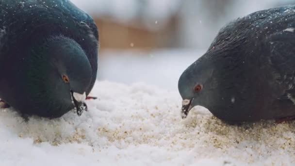美しいハトは冬にパンを食べています 空腹の鳥は白い雪の中で屋外でパン粉を食べる鳩 — ストック動画