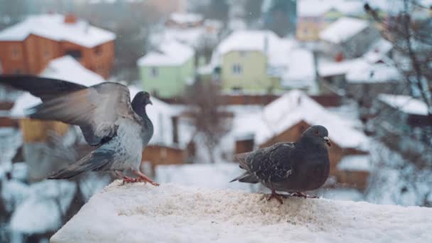 Duiven Het Dak Winter Stedelijke Achtergrond Mooie Duif Vogels Vliegen — Stockvideo