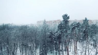 Şehirdeki modern binaların arka planında kış parkında karla kaplı beyaz ağaçlar. Kardaki çeşitli ağaçların güzel manzarası. Kış günü. Hava görünümü.