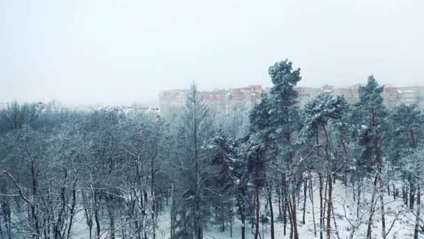 Vita Träd Täckta Snö Vinterpark Bakgrunden Moderna Byggnader Staden Vacker — Stockvideo