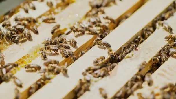 Primer Plano Las Abejas Melíferas Marcos Una Colmena Las Abejas — Vídeo de stock