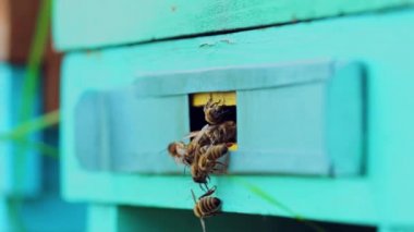 Arı kovanında uçan bal arılarının yavaş hareketleri. Yazın bir arı..