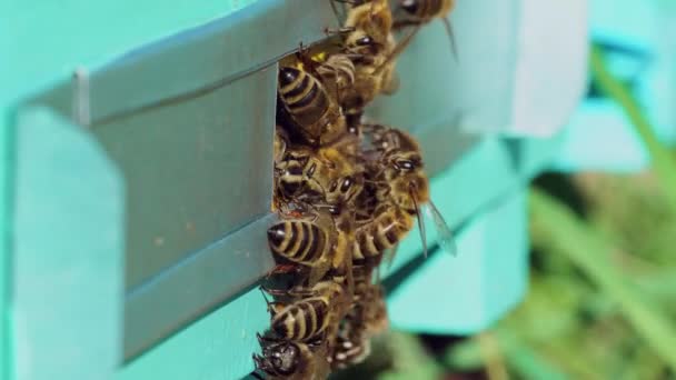Powolny Ruch Pszczół Miodnych Latających Wokół Ula Pasieka Latem — Wideo stockowe