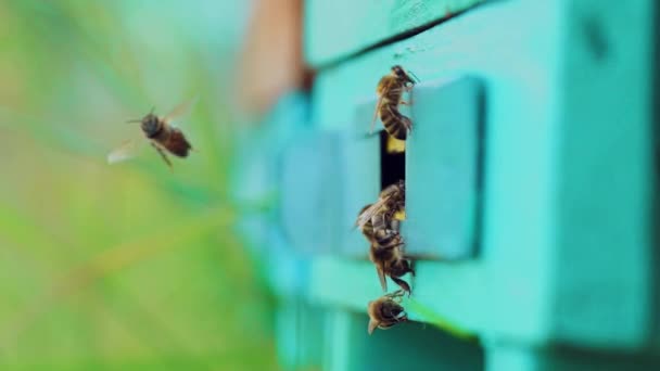 Pszczoły Miodne Roją Się Latają Wokół Uli Koncepcja Miłosna Zwolniony — Wideo stockowe