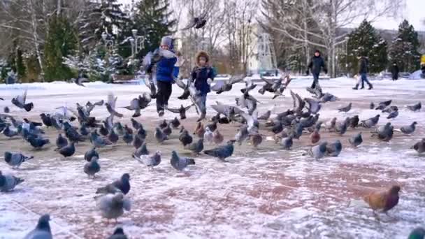 광장에서 비둘기가 기뻐서 — 비디오