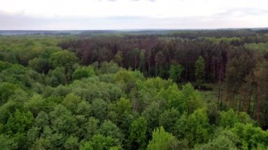 Yağmurdan sonra ormanın doğal panoramik manzarası. Ormanlık alandaki çeşitli ağaçların tepelerinden uçarak. Hareket kamerası ileri.
