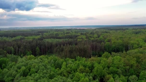 森林中绿树成荫的自然景观 夏天鸟瞰树梢的飞行景观 镜头向前移动 — 图库视频影像