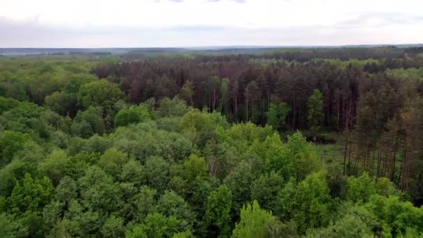 Natural Panoramic View Forest Rain Flight Tops Various Trees Woodland — Stock Video