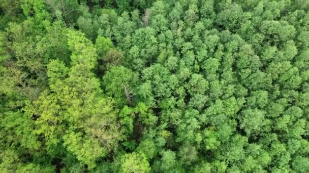 Bela Vista Aérea Floresta Com Árvores Verdes Tops Árvores Floresta — Vídeo de Stock